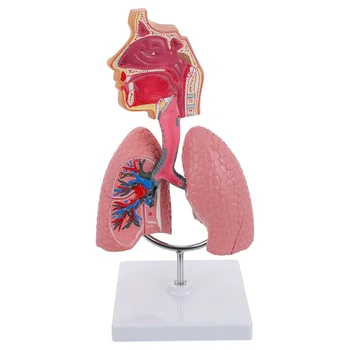 Model Pljuč, Dihalnih Poučevanja Sistem Človekovih Zaslon Toolanatomy Pljuča Šoli Anatomski Hearteducational Nasaltoyoral Votlini